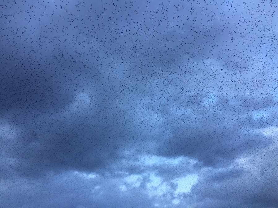 nubes y pajaros roma