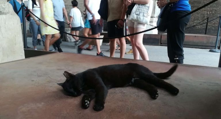 un felino en la arena del Coliseo