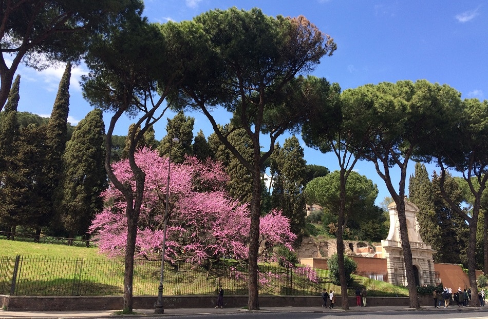 palatino cercis siliquastrum primavera roma