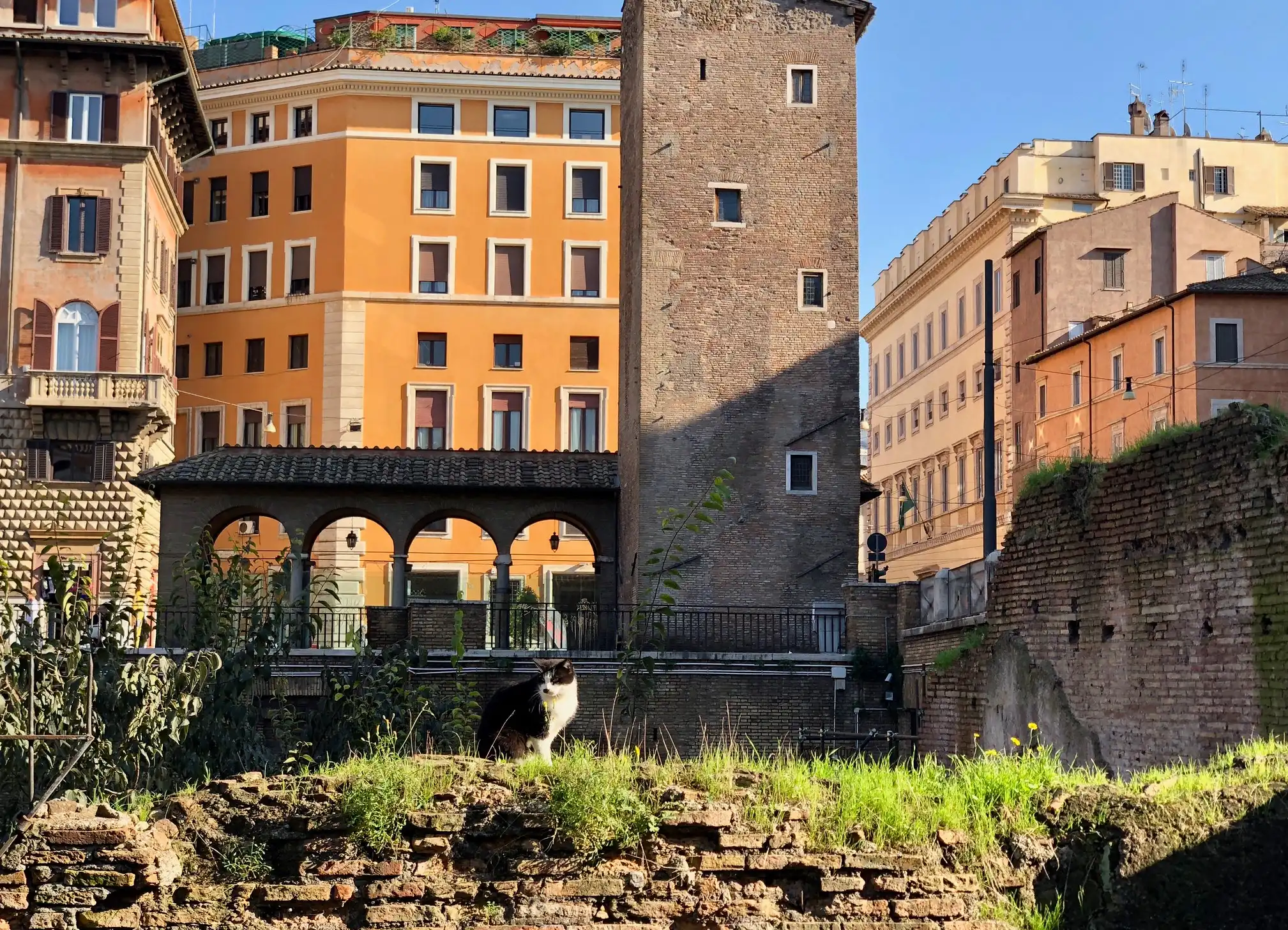 gatos en Largo di Torre Argentina