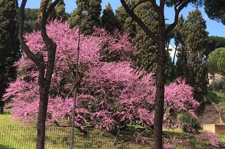 cercis arbol judas